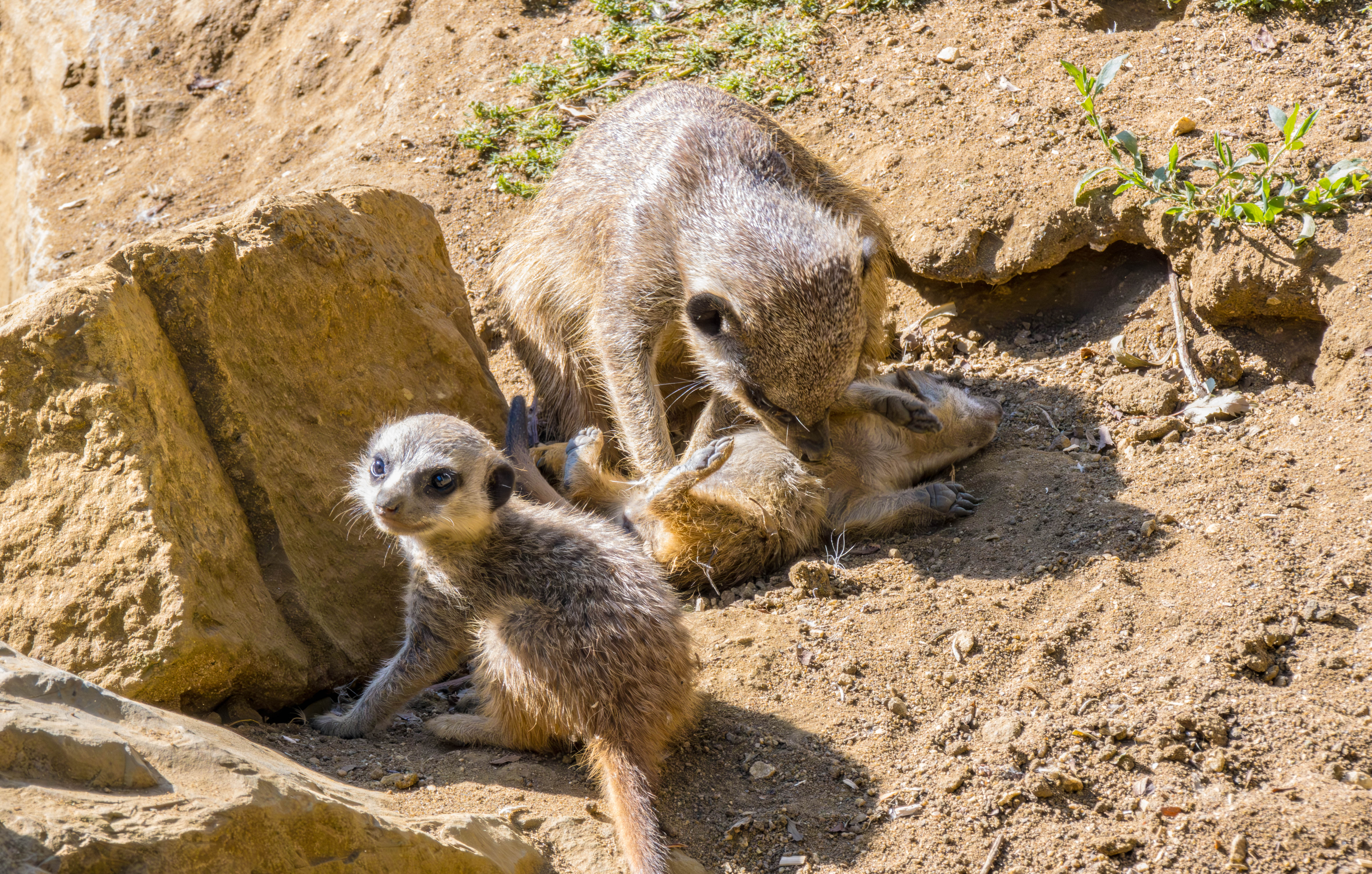 Suricates-_MG_6488-Avec accentuation-Bruit.jpg